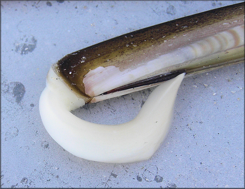 Ensis leei Huber, 2015 Atlantic Jackknife Clam Foot